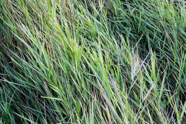 Зеленая Текстура Травы Фона — стоковое фото