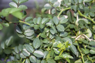 Bir gül yaprağının arkaplanı