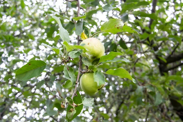 リンゴの木の枝に2個の緑のリンゴが成長し 日光の下に葉がある 村の自然の中で木の上の緑のリンゴ — ストック写真