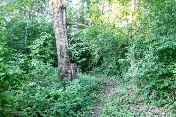 Árbol Del Bosque Con Hierba Primer Plano Sendero Aldea Ucraniana — Foto de Stock