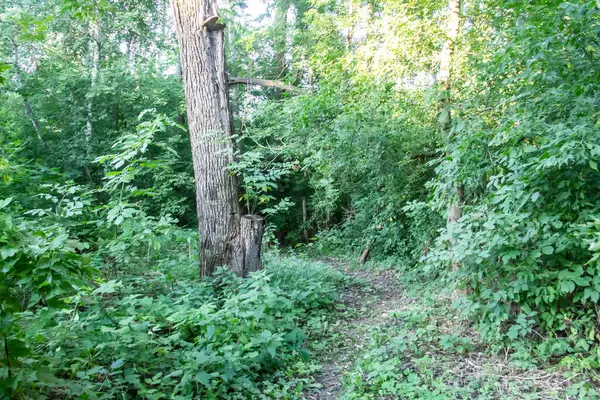 Forest Tree Grass Foreground Trail Ukrainian Village Colorful Forest Nature — Stock Photo, Image