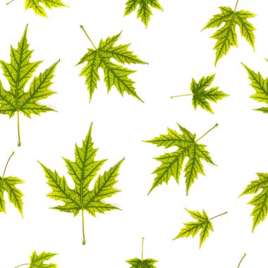 Akçaağaç (Acer Saccharinum) yeşil yapraklı desen beyaz arkaplanda izole edildi.