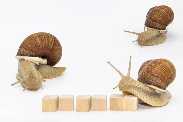 Conjunto Varias Posiciones Caracoles Uva Aislados Sobre Fondo Blanco Tres — Foto de Stock