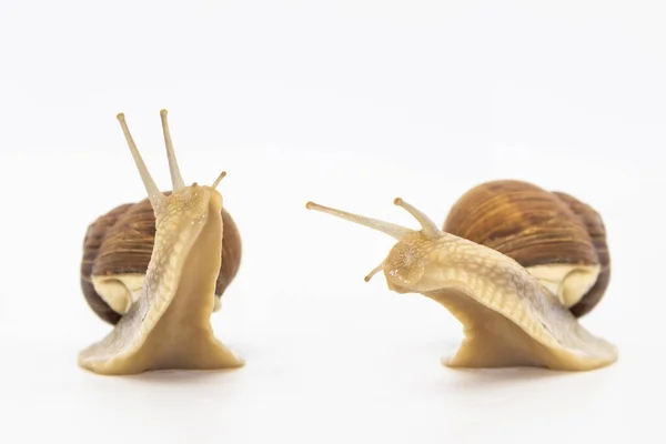 Conjunto Varias Posiciones Caracoles Uva Aislados Sobre Fondo Blanco Dos — Foto de Stock