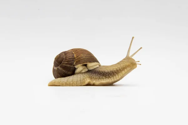 Snail White Background Snail Moving Forward White Background — Stock Photo, Image