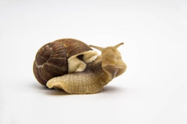 Beyaz arka planda izole edilmiş güzel üzüm salyangozu.