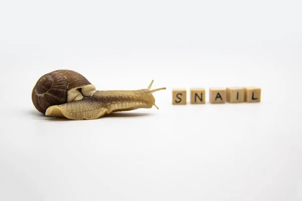 漂亮的葡萄蜗牛移动到木制立方体 写在立方体上Snail — 图库照片