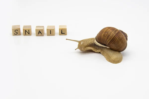 Prachtige Druivenslak Verplaatsen Naar Houten Blokjes Blokjes Geschreven Woord Snail — Stockfoto