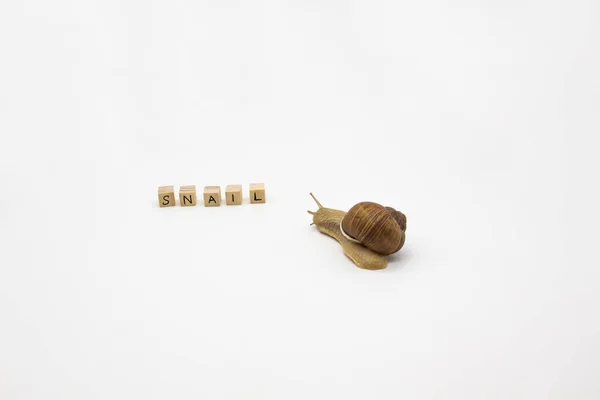 Prachtige Druivenslak Verplaatsen Naar Houten Blokjes Blokjes Geschreven Woord Snail — Stockfoto