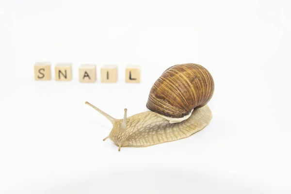 漂亮的葡萄蜗牛在木制立方体旁边移动 写在立方体上Snail — 图库照片