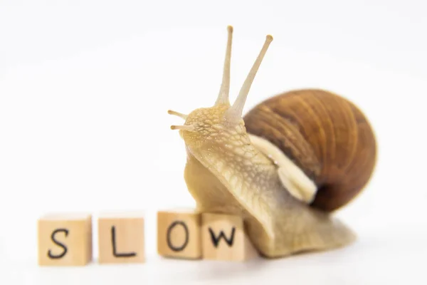 Magnifique Escargot Raisin Déplacer Vers Des Cubes Bois Sur Cubes — Photo