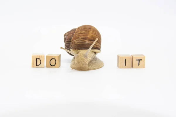 Hermoso Caracol Uva Mueven Entre Cubos Madera Cubos Palabras Escritas — Foto de Stock