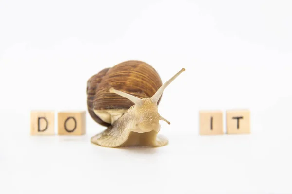 Beautiful Grape Snail Move Wooden Cubes Cubes Written Words — Stock Photo, Image