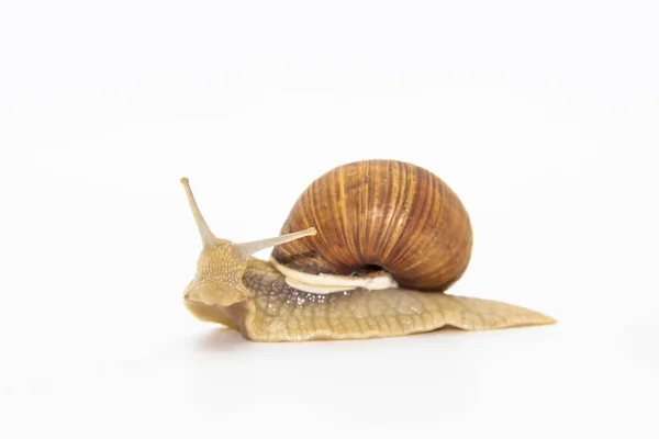 Beautiful Grape Snail Isolated White Background — Stock Photo, Image