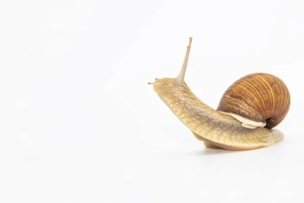 Beautiful Grape Snail Isolated White Background — Stock Photo, Image