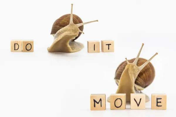 Set of various position of grape snails isolated on white background. Two beautiful grape snails move to wooden cubes. On cubes written words Do it and MOVE
