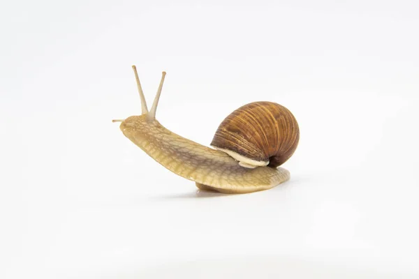 Beautiful Grape Snail Isolated White Background — Stock Photo, Image