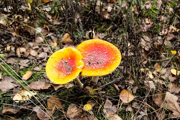 Beautiful Poisonous Mushroom in the forest at the autumn. Red agaric mushroom. Toadstool in the grass. Amanita muscaria. Toxic mushroom with red hat and white dots