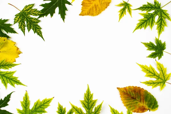 Frame From Green Leaves Of Silver Maple Tree Acer Saccharinum And Other Yellow Leaves Isolated On White Background Background With Copy Space Color Foliage Stock Photo