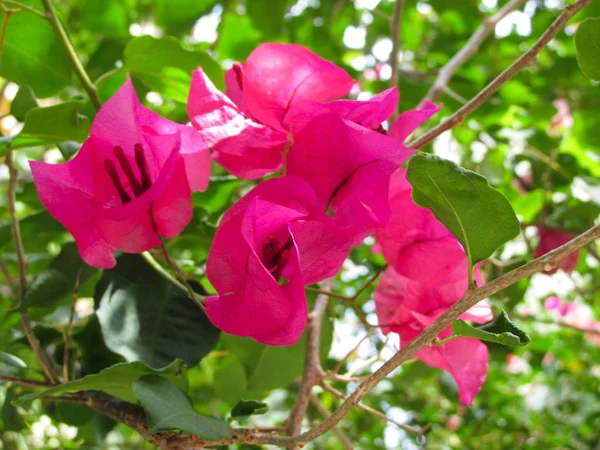 Belas Flores Árvore Avermelhada — Fotografia de Stock