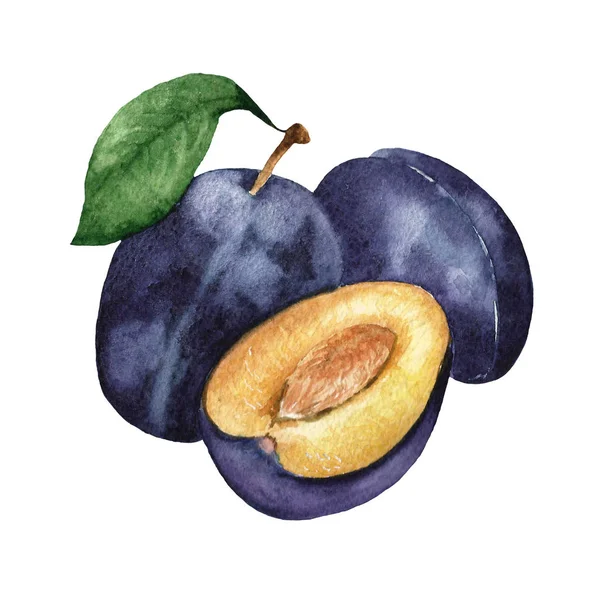 Watercolor plum and half — Stock Photo, Image