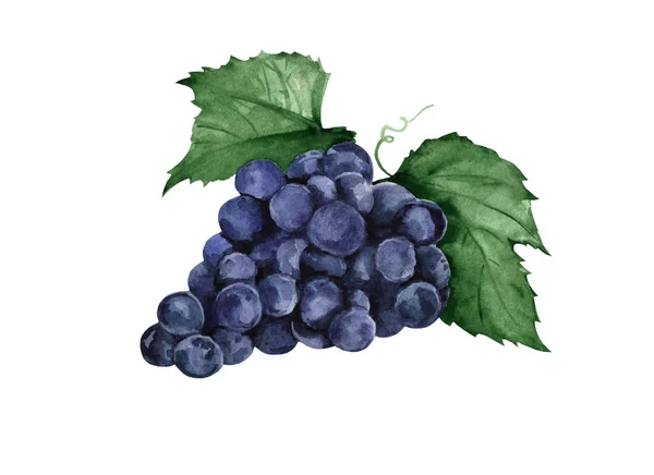 Aquarel blauwe druif. Gezonde voeding — Stockfoto
