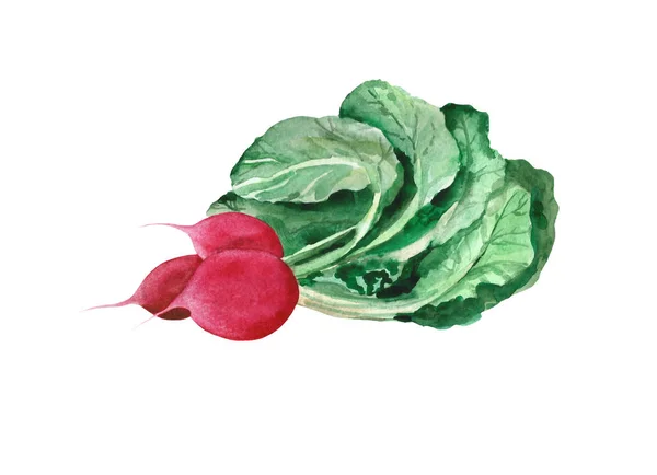 Vattenfärg rädisor. Hälsa vegetarisk mat — Stockfoto