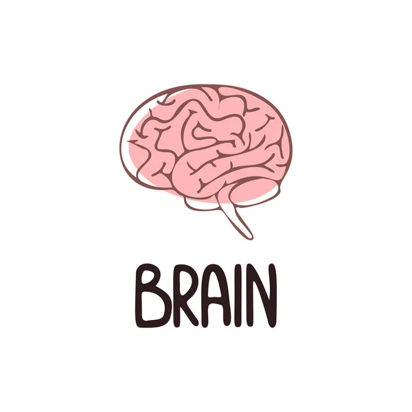 Modern medical hand drawn vector illustration of brain. Human organs. Brain lettering. — Stock Vector