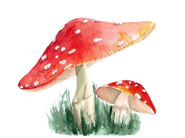 Acquerello Amanita Illustrazione Studio Della Fauna Selvatica Funghi Velenosi Illustrazioni — Foto Stock