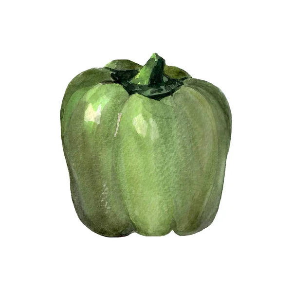 Υδατογραφία Πράσινο Πιπέρι Raster Λαχανικών Εικονογράφηση Για Ένα Βιβλίο Μαγειρικής — Φωτογραφία Αρχείου