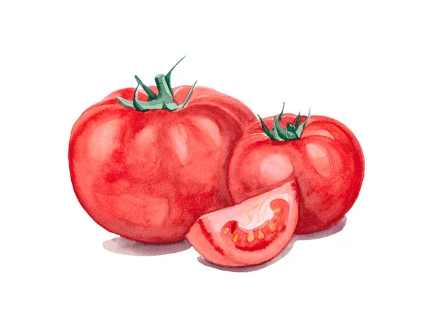수채류 토마토 래스터 조리법 어린이용 식물학 잡지를 — 스톡 사진
