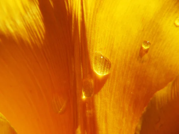 Gotas de lluvia sobre el pétalo de un tulipán — Foto de Stock