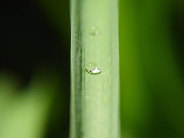 üzerindeki yeşil yaprak çiy damlasını