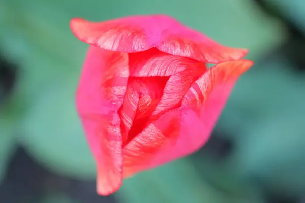 Bocciolo di tulipano rosso su sfondo verde in alto — Foto Stock