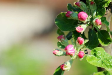 Yengeç elma ağacı tam çiçeklenme içinde. Tüm dalları tomurcukları ve taze beyaz ve pembe çiçekler ile strewed vardır. Bahar mevsiminin neşesi ve güzelliği.