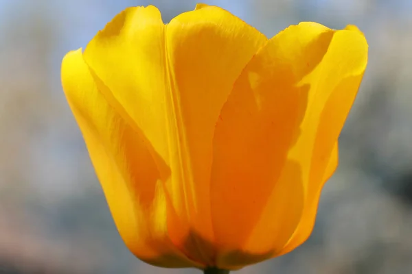 Orange tulip on a beautiful green background — Stock Photo, Image