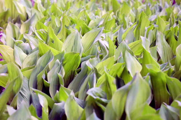 Viele grüne Maiglöckchen im Blumenbeet. unreife Blüten. Textur — Stockfoto