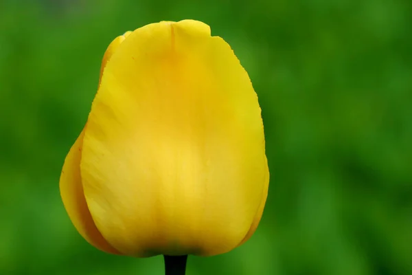 Tulipán amarillo sobre un hermoso fondo verde — Foto de Stock