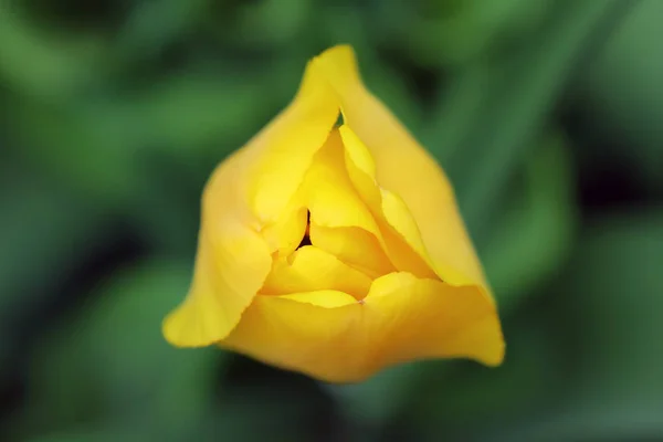 Yellow tulip on a beautiful green background — Stock Photo, Image