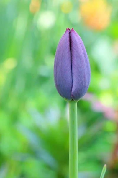 Kastanienbraune Tulpe auf schönem grünen Hintergrund — Stockfoto