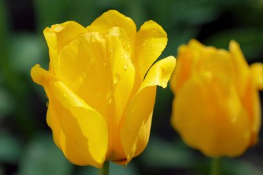 Sarı laleler yeşil arka planda