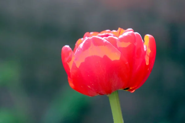 Tulipa vermelha em um belo fundo verde — Fotografia de Stock