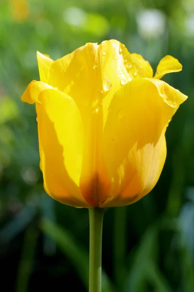 Tulipán amarillo sobre un hermoso fondo verde — Foto de Stock