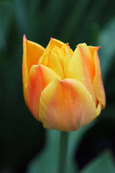 Tulipa laranja em um belo fundo verde — Fotografia de Stock