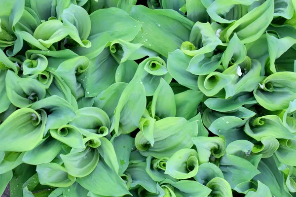 Veel groene lelies van de vallei in de bloem bed. Onrijpe bloemen. Textuur — Stockfoto
