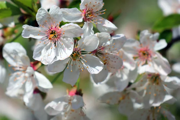 Yengeç elma ağacı tam çiçeklenme içinde. Tüm dalları tomurcukları ve taze beyaz ve pembe çiçekler ile strewed vardır. Bahar mevsiminin neşesi ve güzelliği.