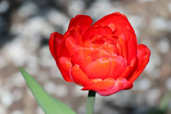 Rote Tulpe auf schönem grünen Hintergrund — Stockfoto