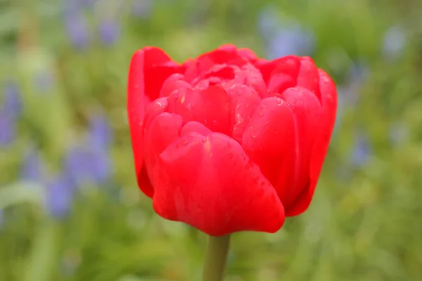 Rote Tulpe auf schönem grünen Hintergrund — Stockfoto