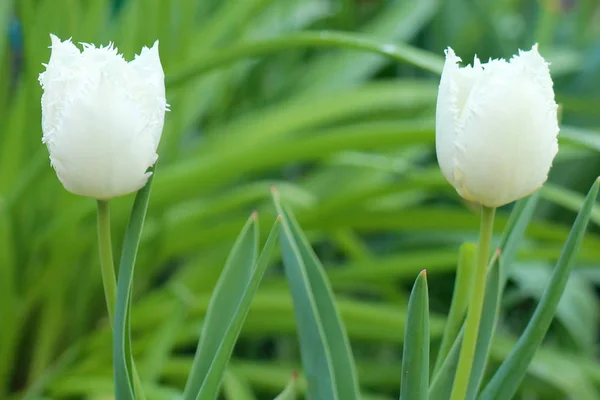 Tulipán blanco sobre un hermoso fondo verde — Foto de Stock