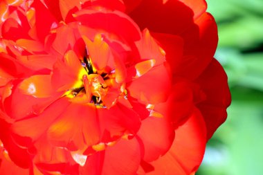 Güzel yeşil bir zemin üzerinde kırmızı lale